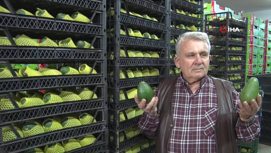 Talebe yetişemiyorlar, adeta yok satıyor! O ilimizde yerli tropikal meyve hasadı başladı 18